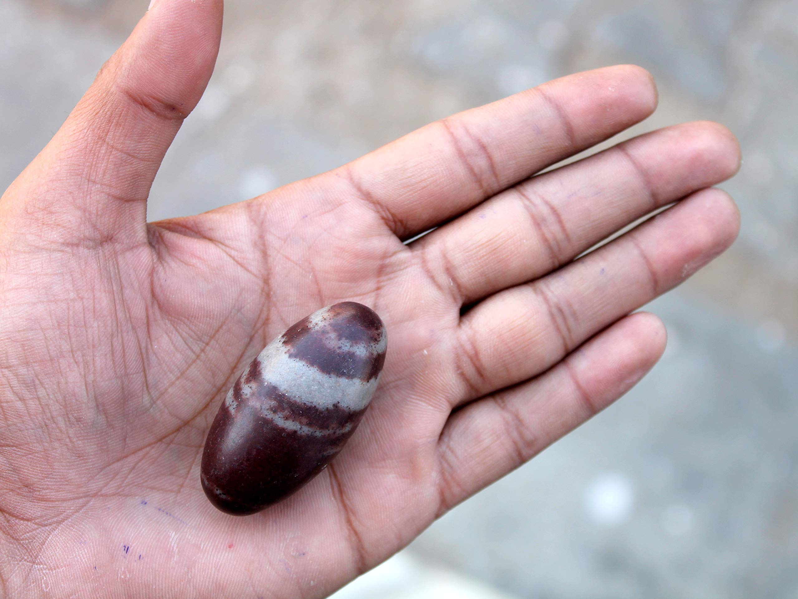 eSplanade Narmada Stone Narmadeshwar Shiv ling | Shiva Lingam | Indian God Idols & Statues- All Sizes