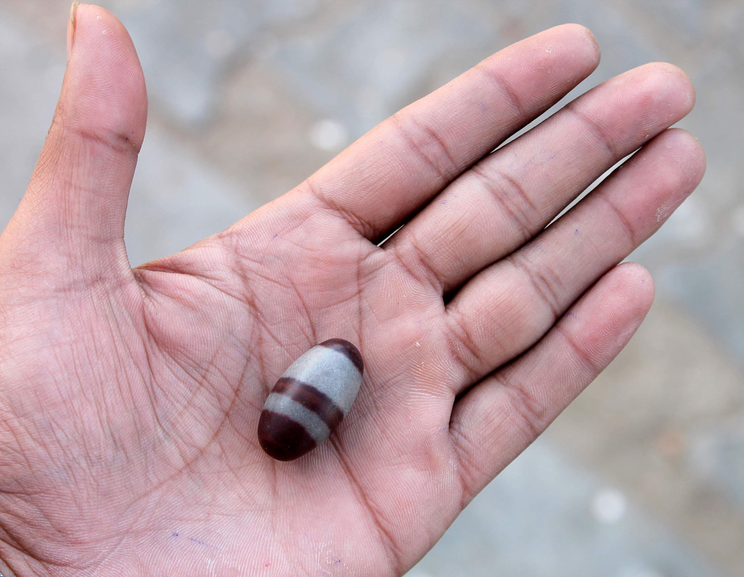 eSplanade Narmada Stone Narmadeshwar Shiv ling | Shiva Lingam | Indian God Idols & Statues- All Sizes