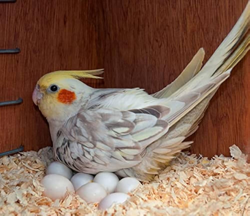 Esplanade Wood Shavings - Natural Soft Bedding for Birds, Guinea Pigs, Hamsters, Cosy Nesting Material - Odor-Control Pet Wood Flakes, Packing Material, Craft DIY