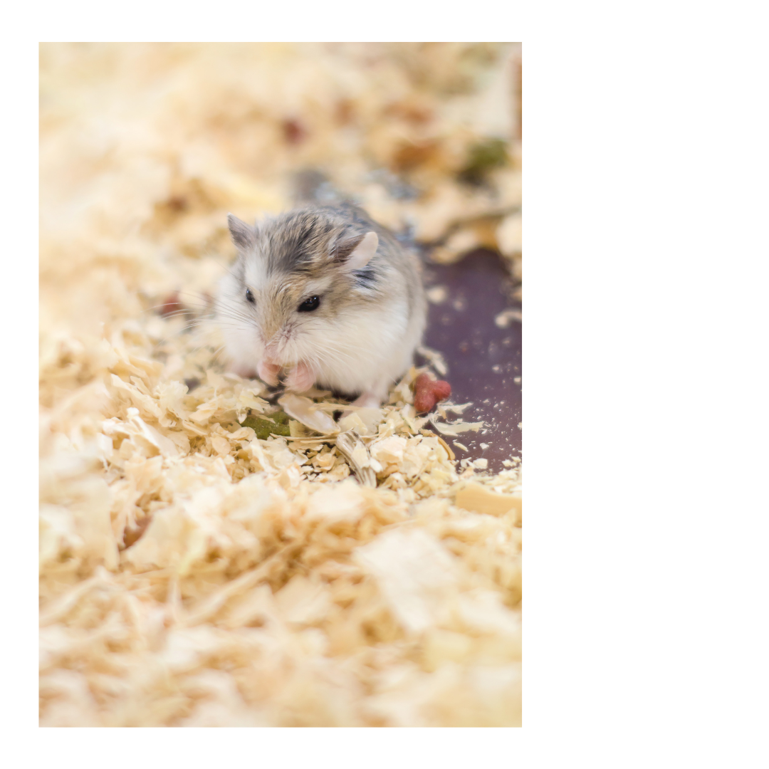 Esplanade Wood Shavings - Natural Soft Bedding for Birds, Guinea Pigs, Hamsters, Cosy Nesting Material - Odor-Control Pet Wood Flakes, Packing Material, Craft DIY